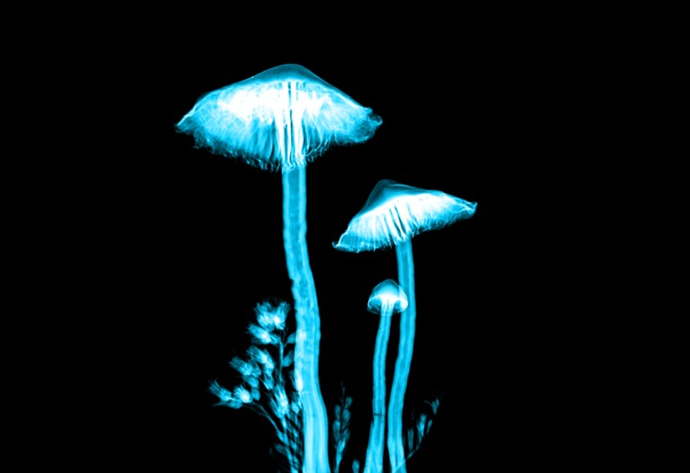 A Guide to Sex on Psychedelics