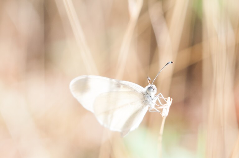 The Narcissist & Empath: A Moth to a Flame