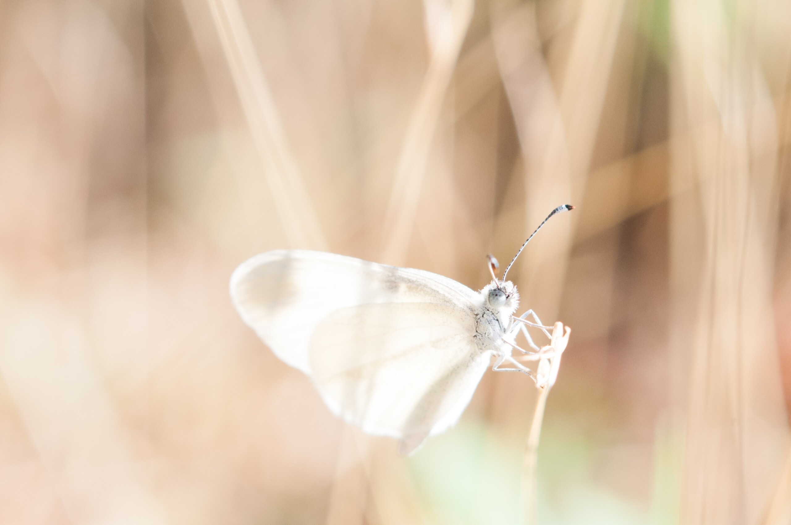 The Narcissist & Empath: A Moth to a Flame